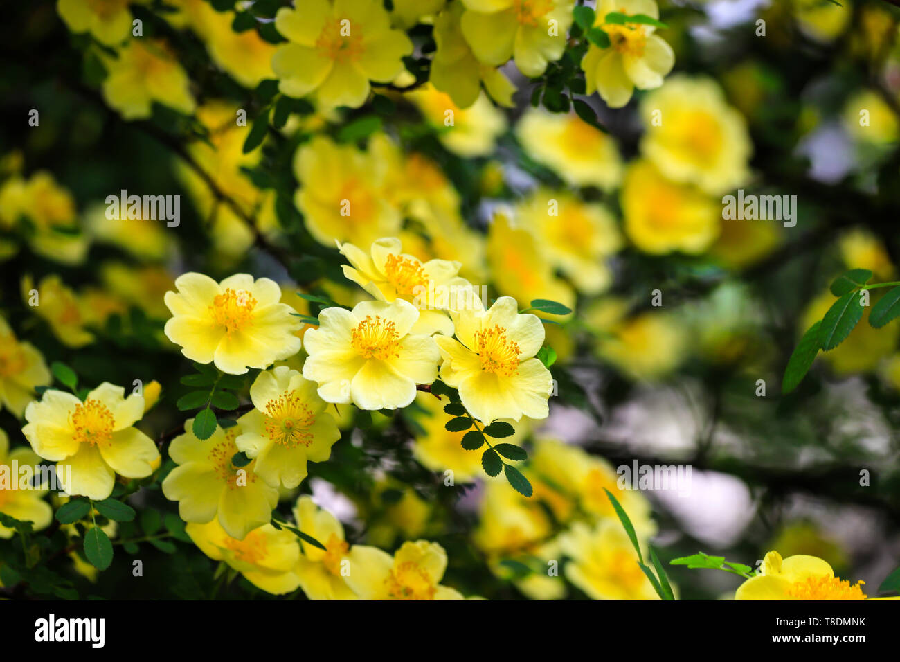 Belles fleurs jaunes a fleuri sur les branches de l'arbuste au printemps. Arbre fleurissant en été dans le jardin Banque D'Images