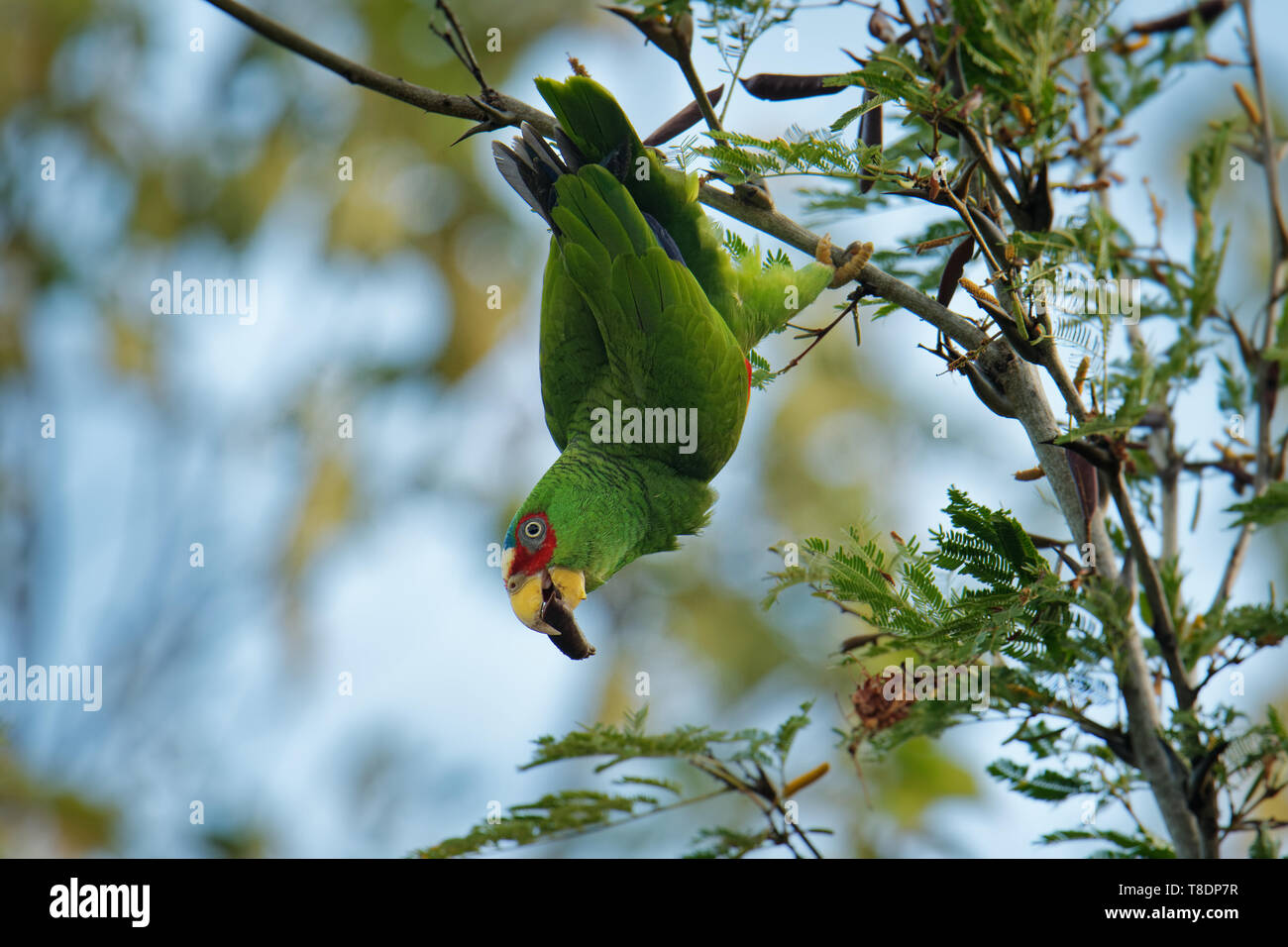 Amazone à front blanc ou amazone à front blanc Amazona albifrons ou