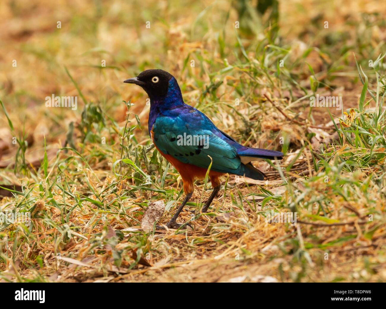 Starling Lamprotornis superbus superbe Spreo superbus irisation oiseaux colorés de la réserve nationale de Samburu, Kenya Afrique de l'Est Banque D'Images