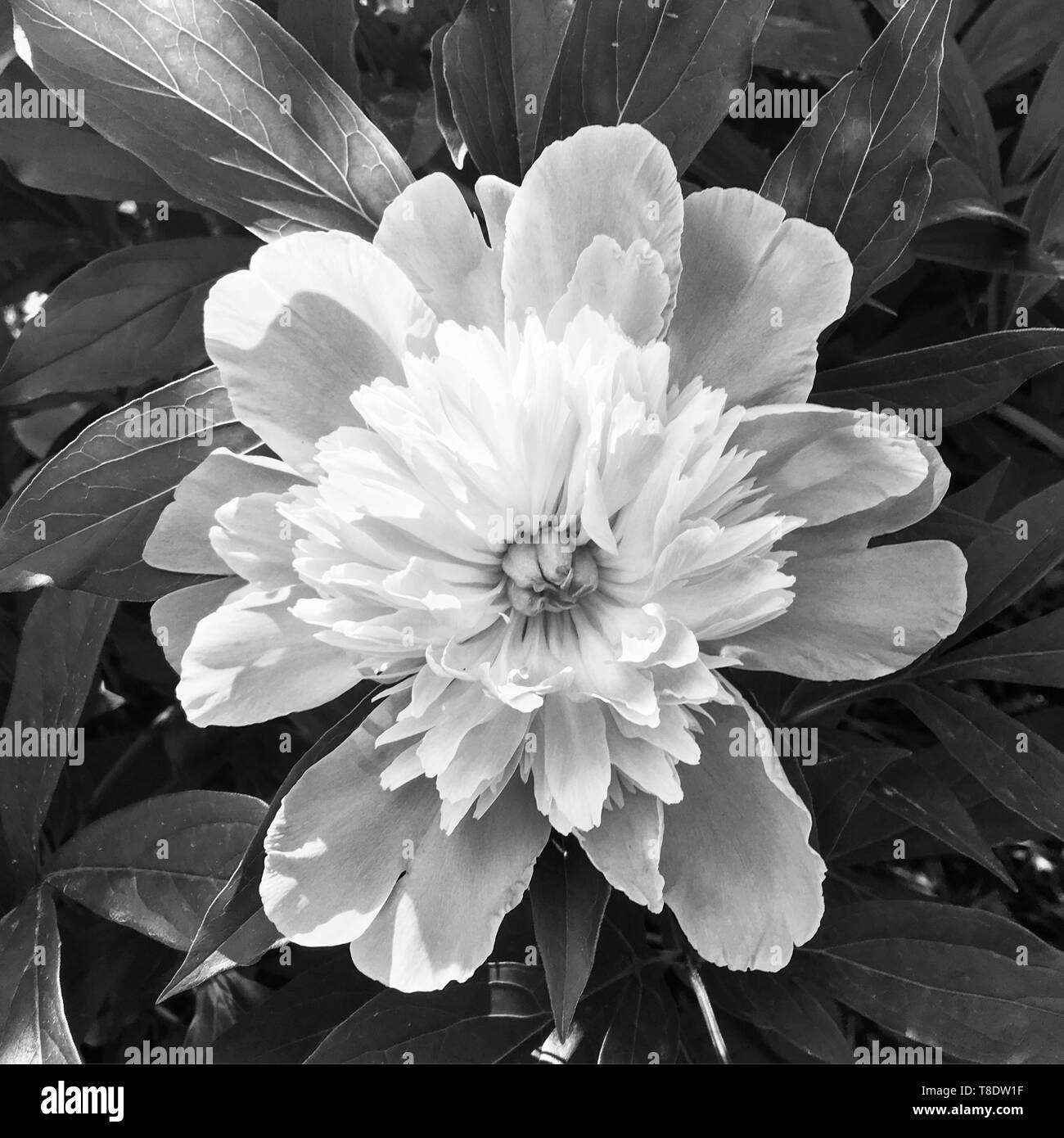 Pivoine blanche et noire Banque D'Images