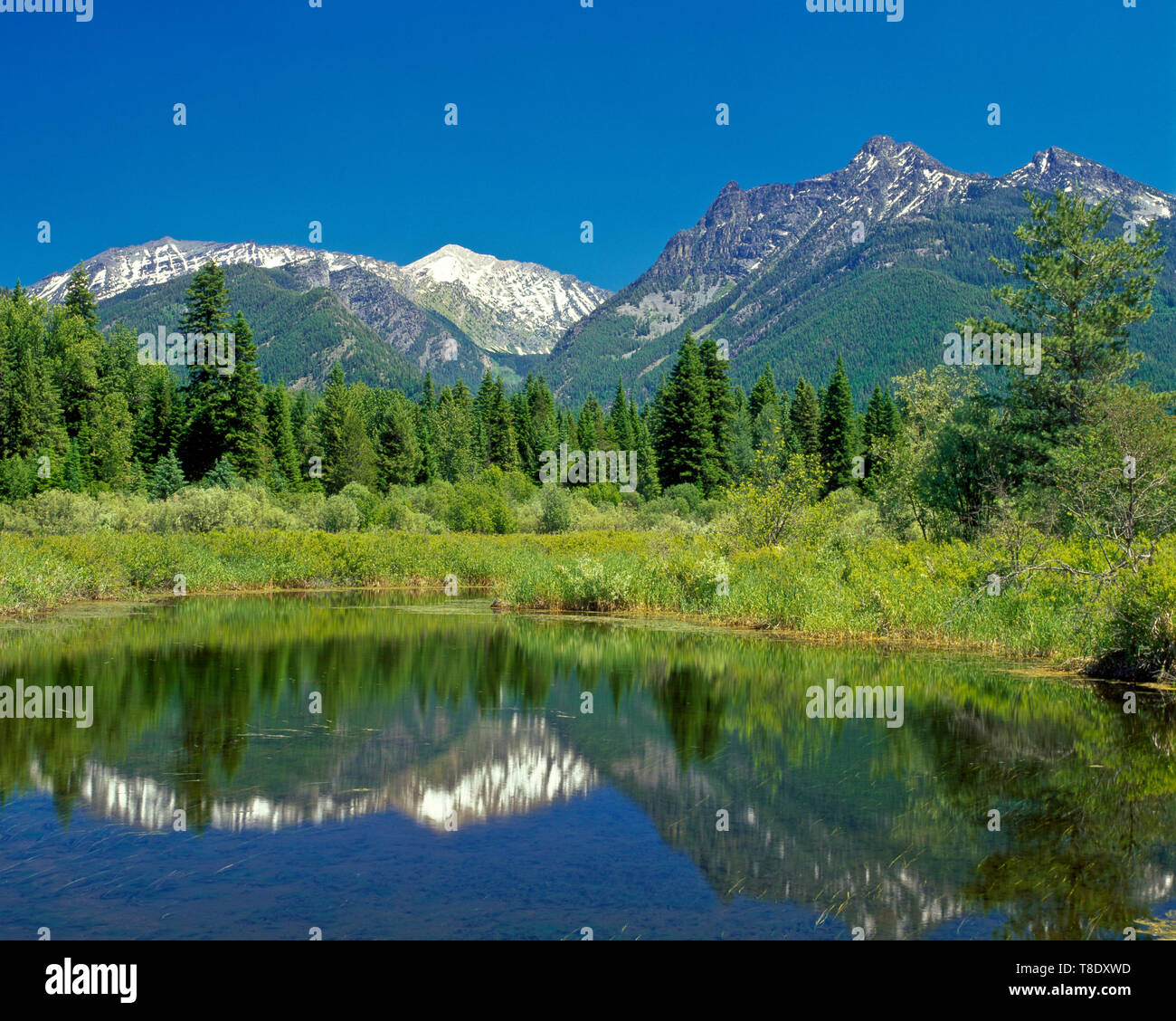 Dans la zone humide de la vallée de la rivière Bull sous l'armoire montagnes près de Troy, Montana Banque D'Images