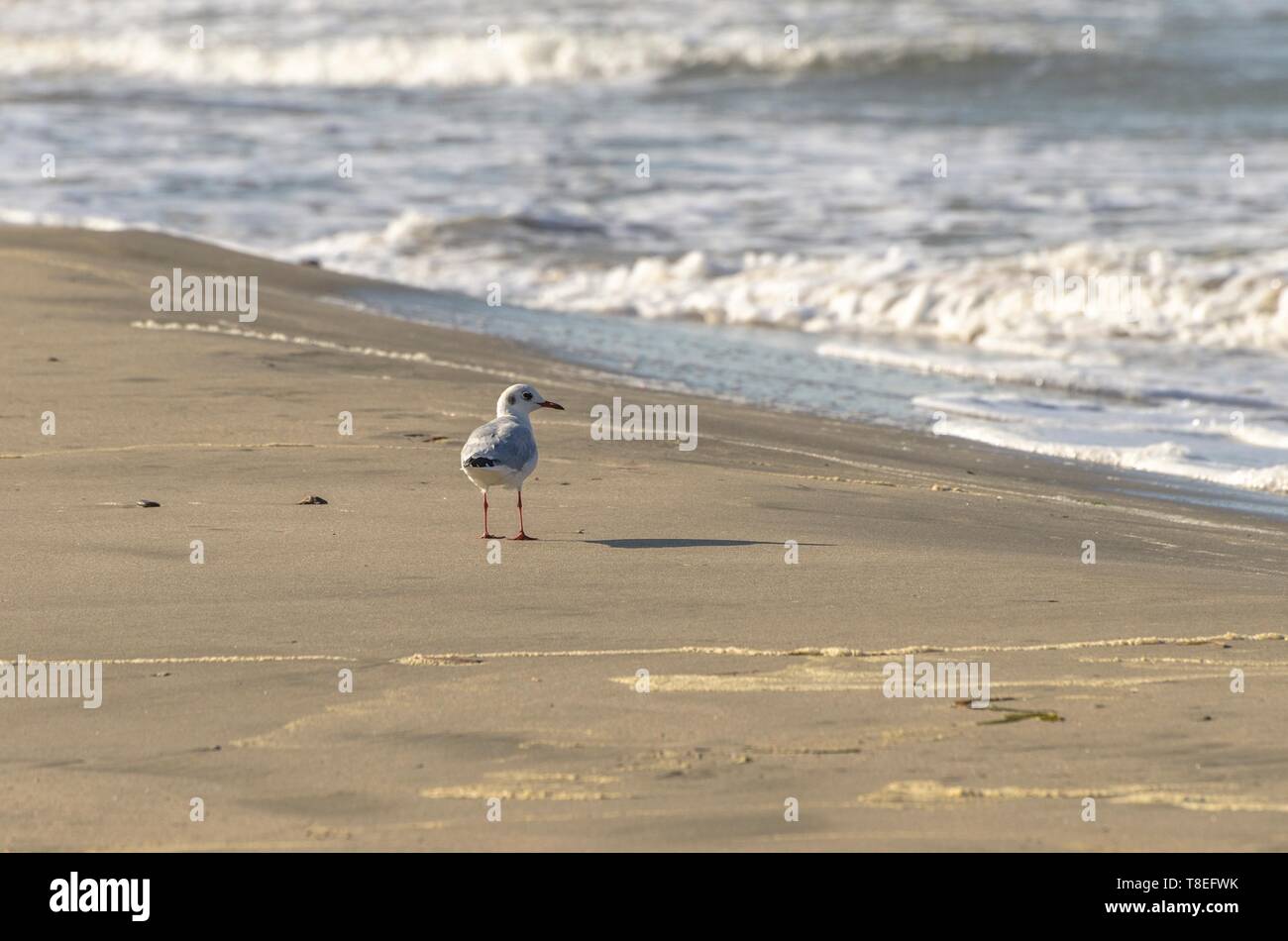 Seagull la marche sur la plage par la mer Banque D'Images