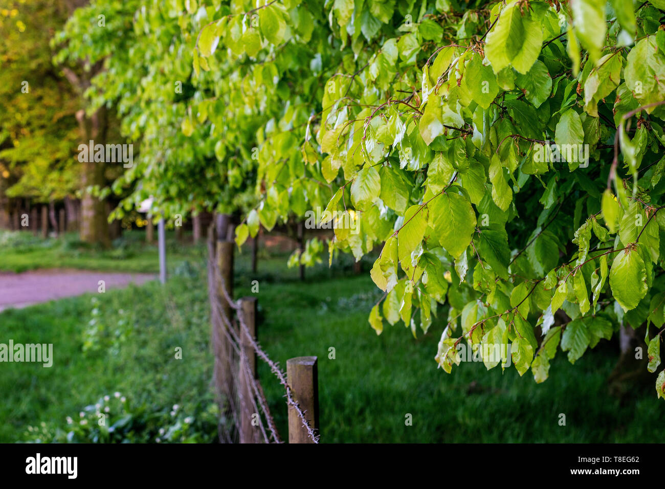 Les feuilles de hêtre au printemps, brillant et de couleur vert lime Banque D'Images