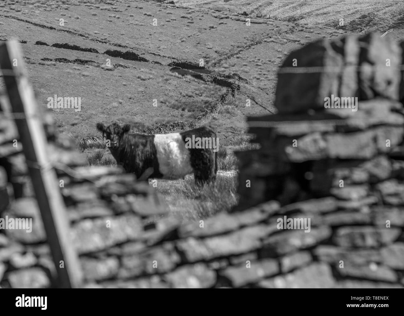 Une vache à ceinture regarde la caméra d'un champ dans le Yorkshire Marsden Moor, parc national, par une petite ouverture dans le mur de pierres sèches. Banque D'Images