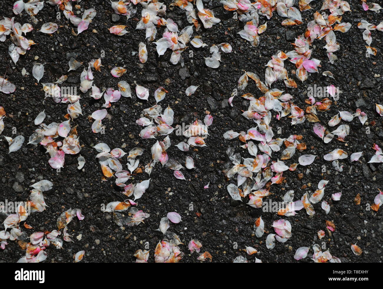 Rose et blanc humide pétales de fleurs sur le sol après une douche de printemps Banque D'Images
