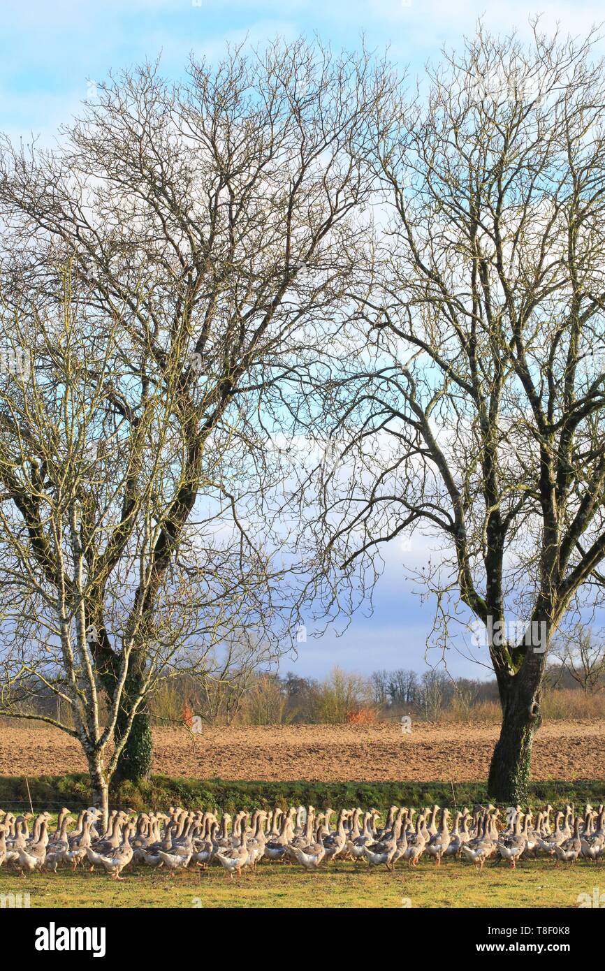 France, Dordogne, Perigord, ferme Andrevias Sorges, oies, gratuit pour la production de foie gras directement sur place Banque D'Images