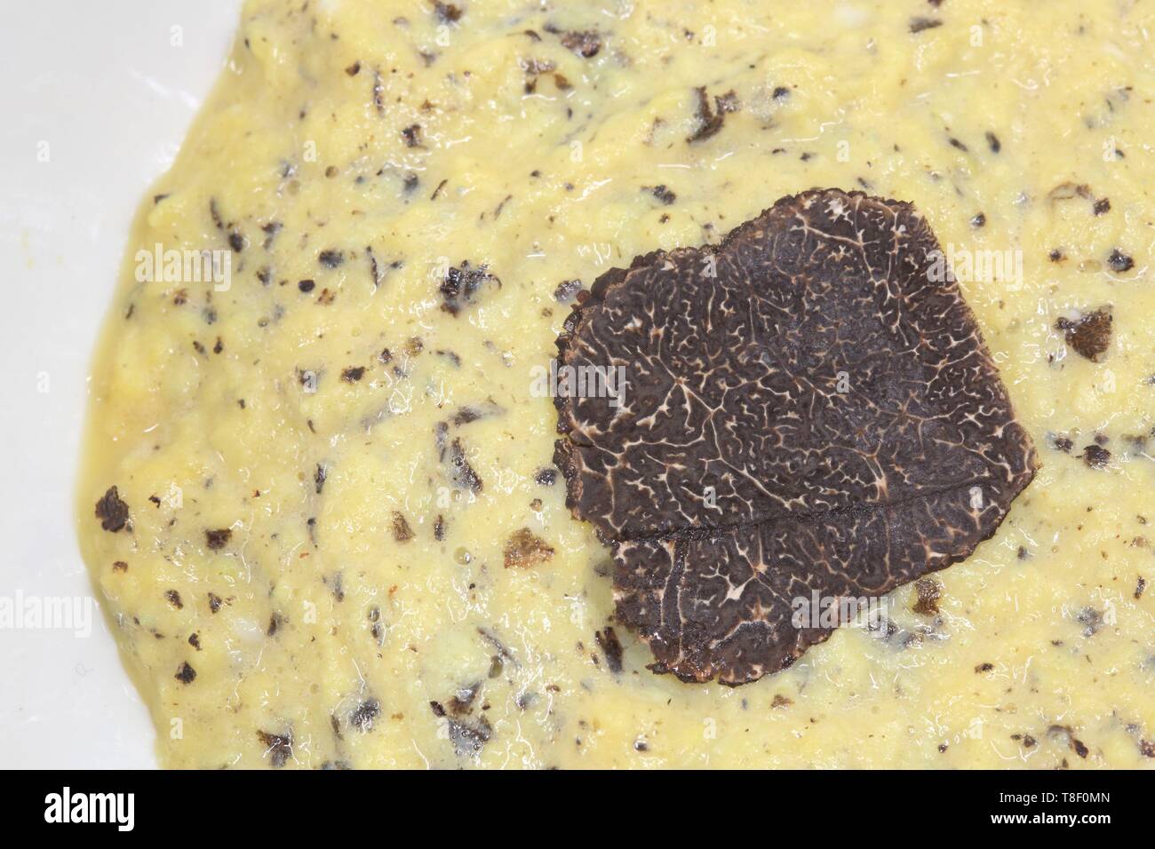 France, dordogne, Périgord, bousculade avec des truffes noires (tuber melanosporum) Banque D'Images