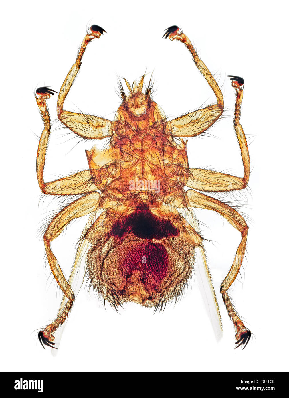 Parasites des oiseaux, Stenopteryx hirundinis, d une maison martin, une espèce de mouche dans la famille Hippoboscidae. C'est trouvé dans la région paléarctique. Banque D'Images
