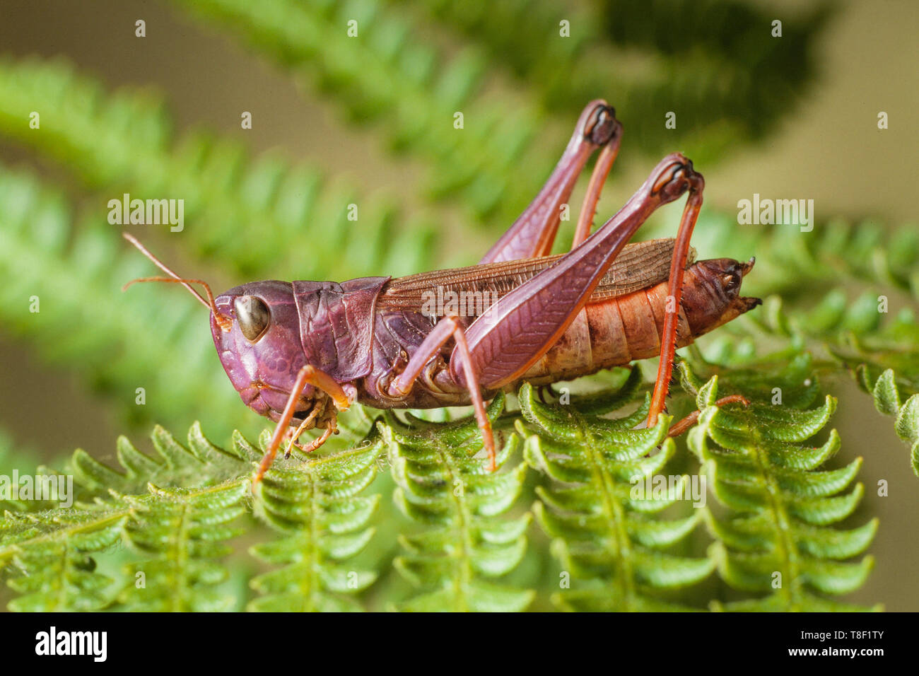 Stenobothrus sp. violet sur sauterelle feuille de fougère Banque D'Images