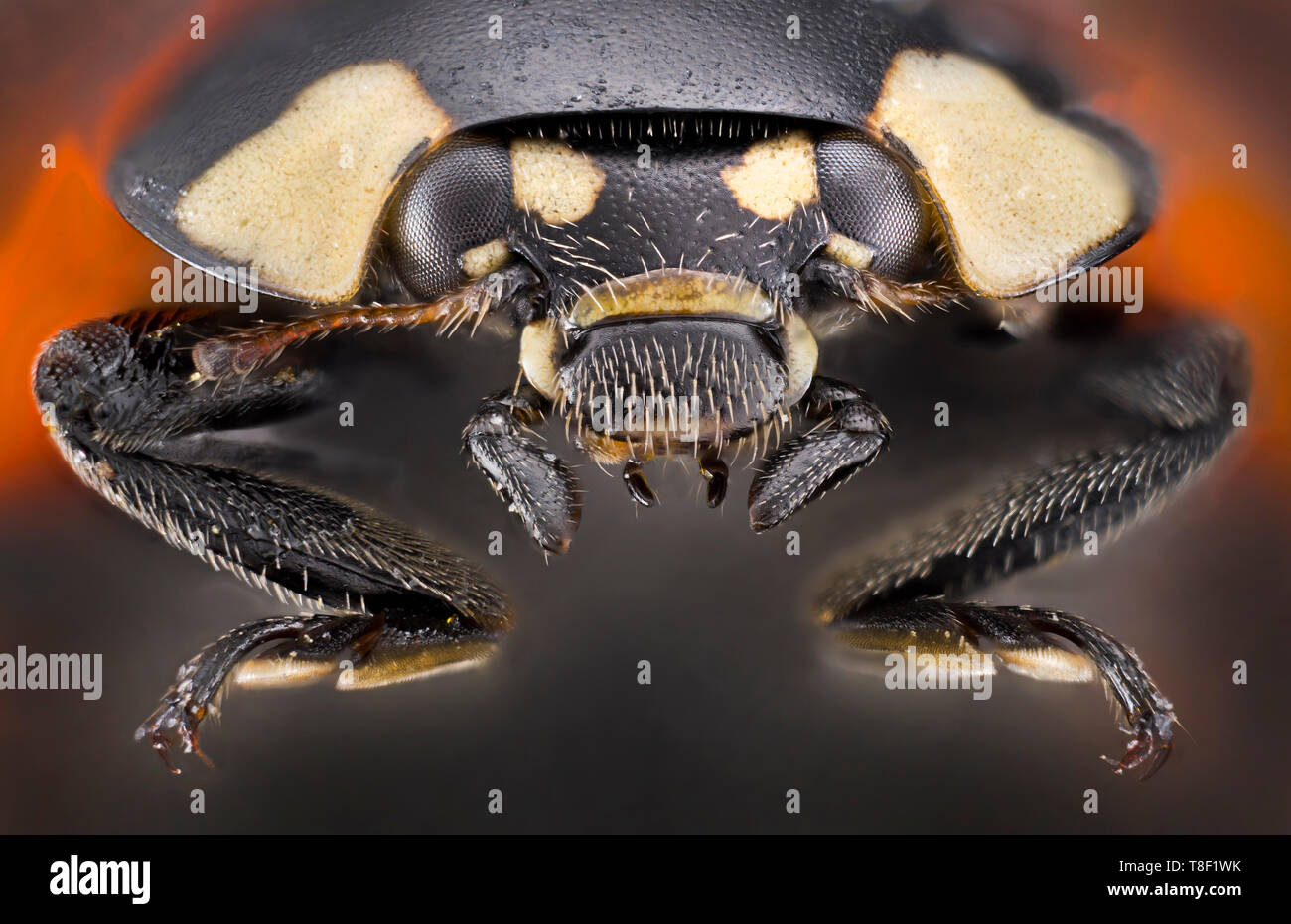 Coccinellidae, communément appelé les coccinelles, coccinelles, ou luckybirds, sont une famille de coléoptères. Chef close-up Banque D'Images
