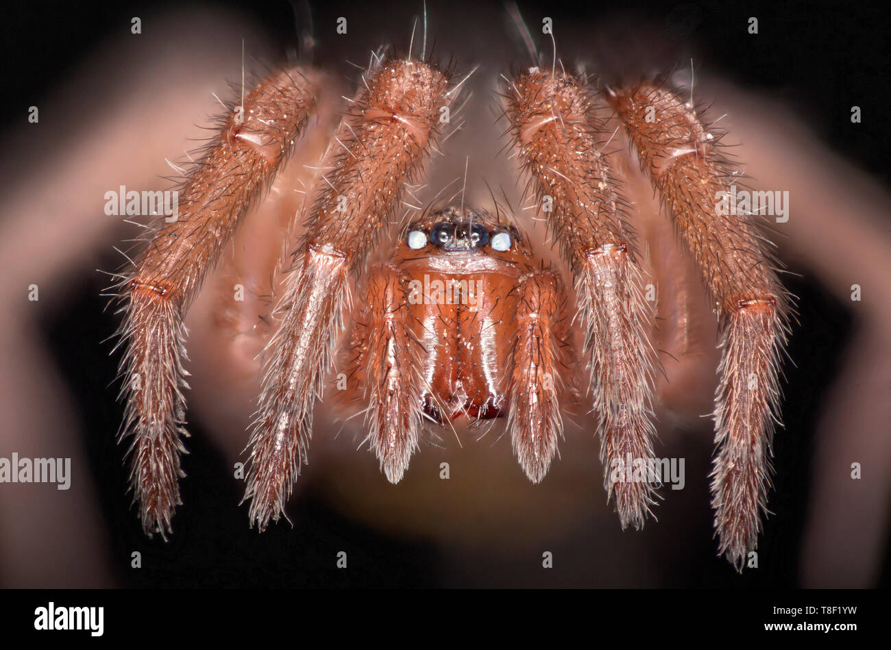 Spider, Drassodes sp. close-up montrant yeux proéminents Banque D'Images