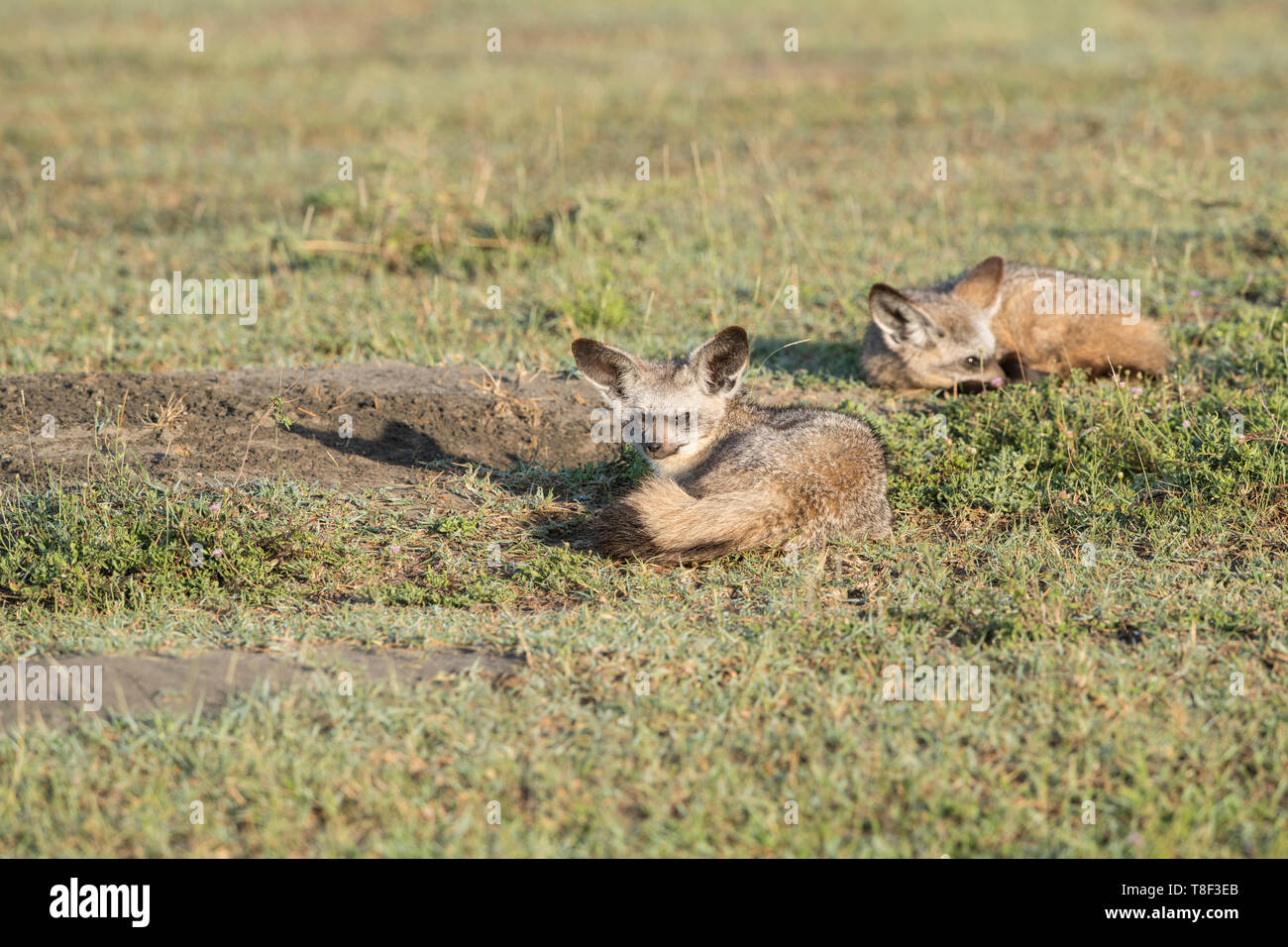 Bat-eared foxes à den site, Tanzanie Banque D'Images