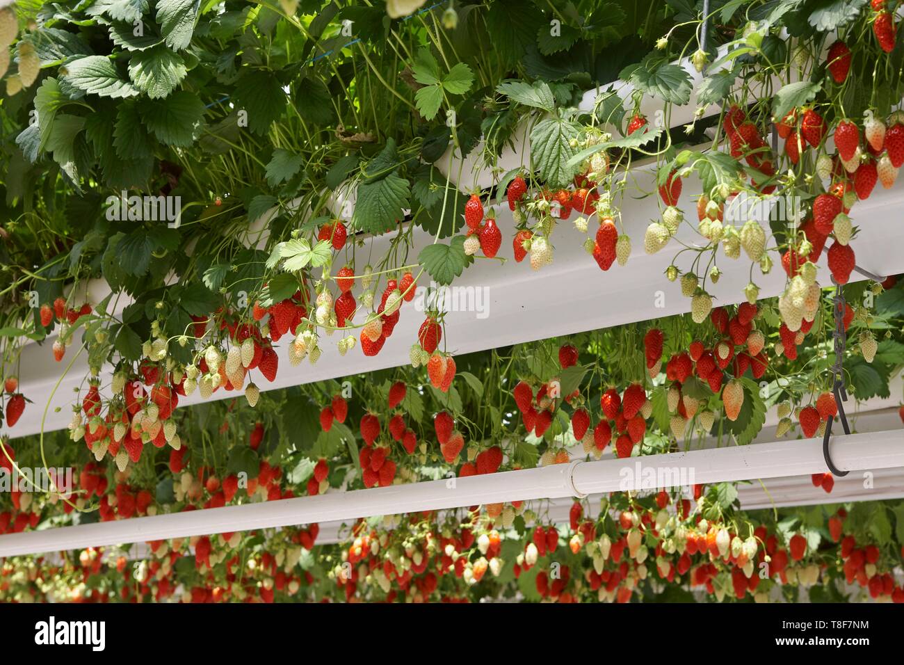 La France, Finistère, la culture hors-sol de fraises Gariguette Banque D'Images