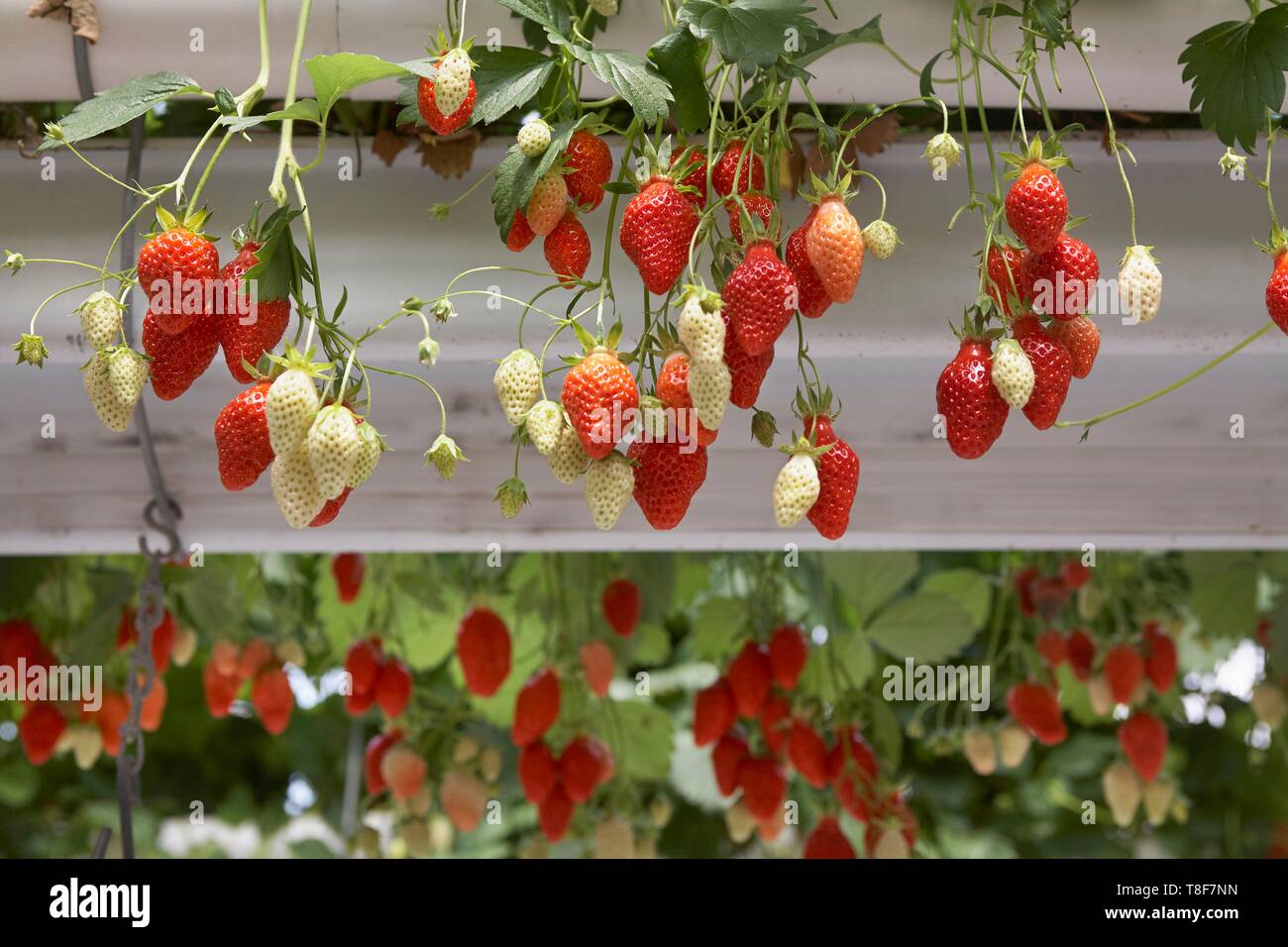 La France, Finistère, la culture hors-sol de fraises Gariguette Banque D'Images