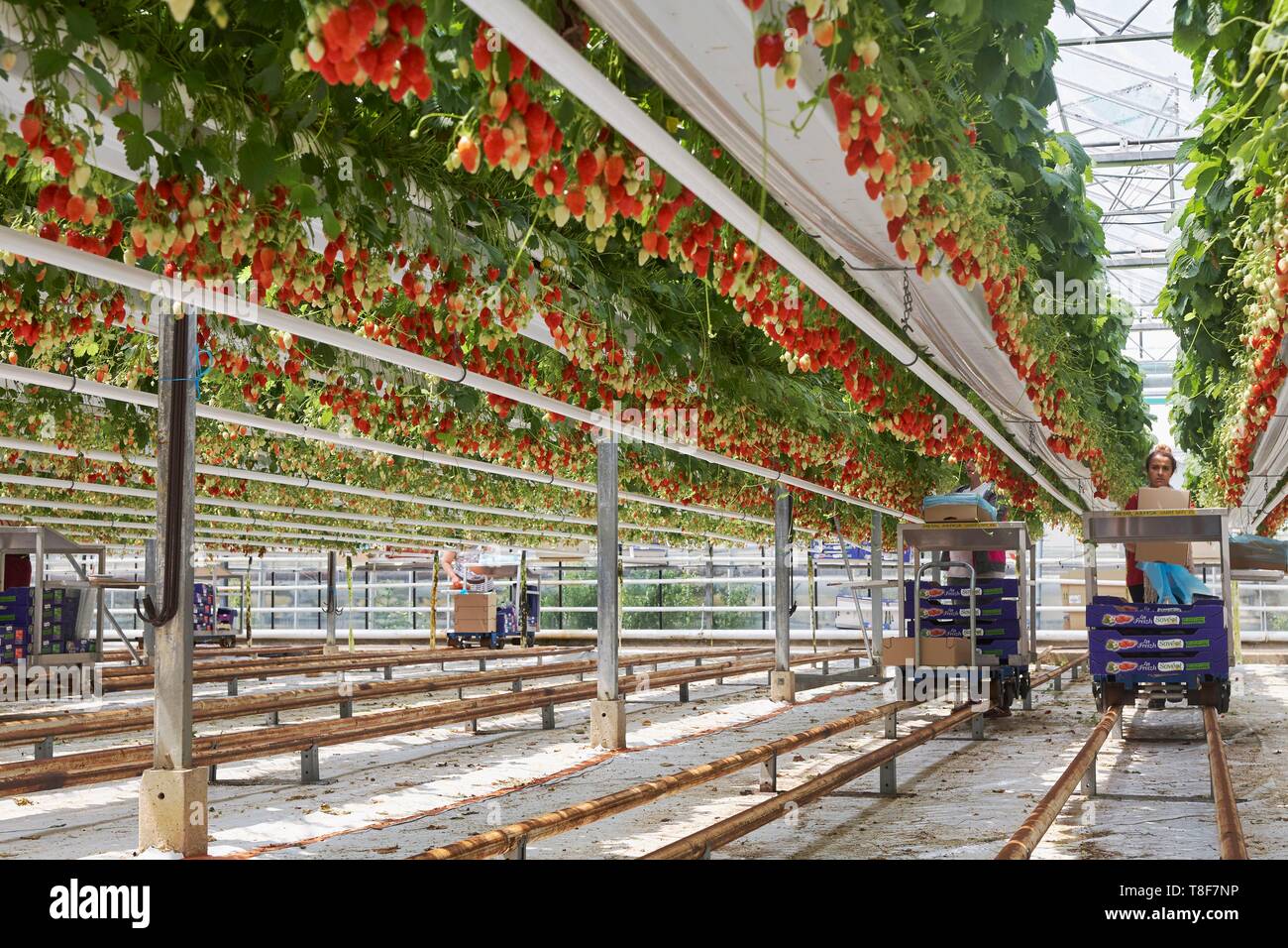 La France, Finistère, Plougastel Daoulas, récolte de fraises Gariguette en culture hors-sol Banque D'Images