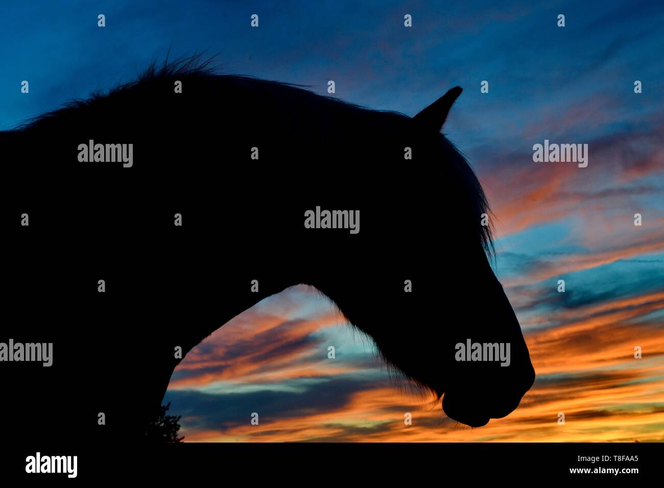 France, Doubs, l'portrait contre fond coucher de soleil Banque D'Images