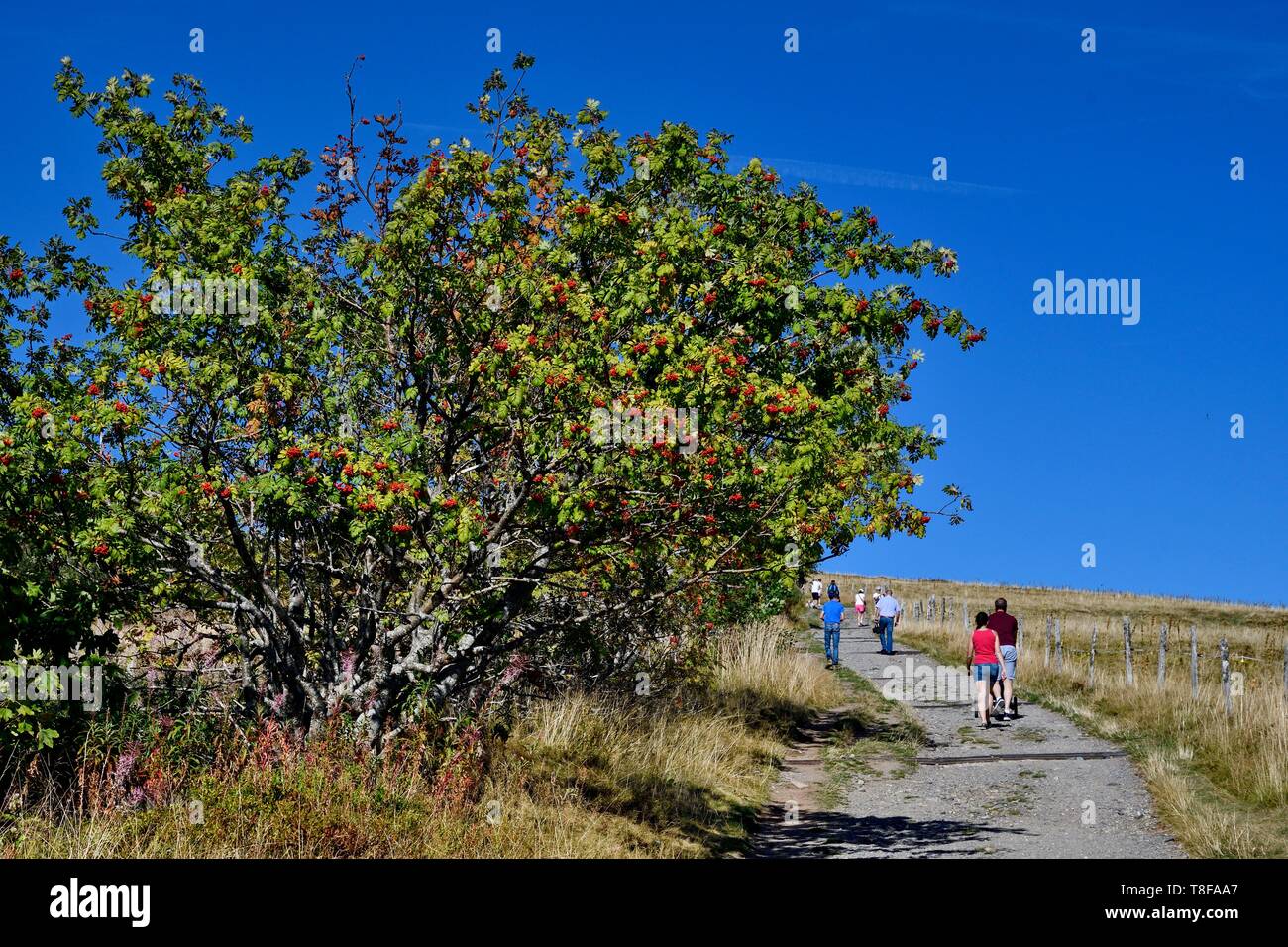 La France, Territoire de Belfort, Vosges, sentier de randonnée pédestre sur le massif du Ballon d'Alsace Banque D'Images