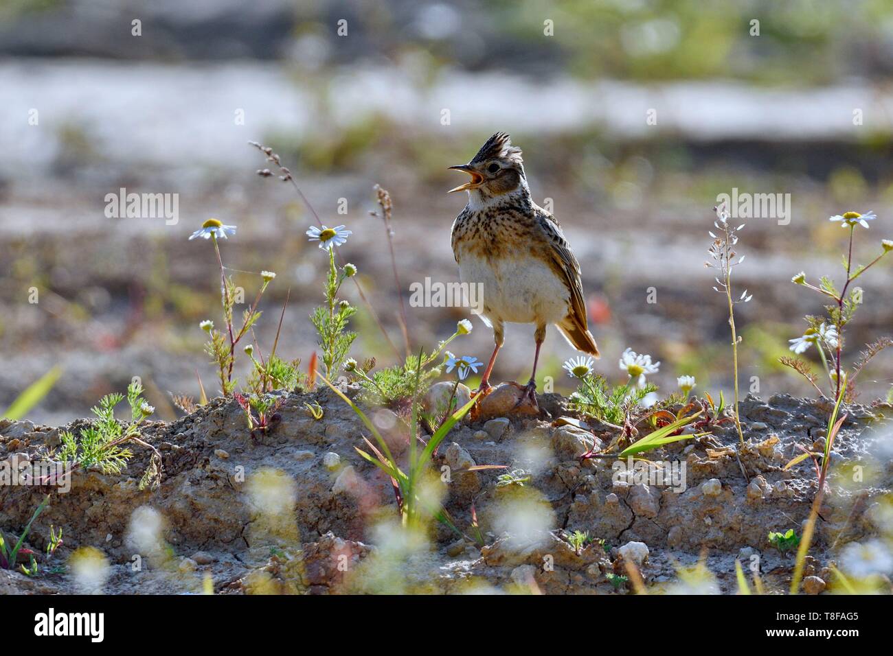 France, Doubs, alouette des champs (Alauda arvensis) sur le terrain, le chant Banque D'Images