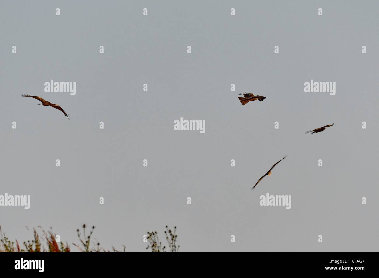 France, Doubs, les rapaces en vol en vol, le milan royal (Milvus milvus), Variable Buzzard (Buteo buteo) Banque D'Images