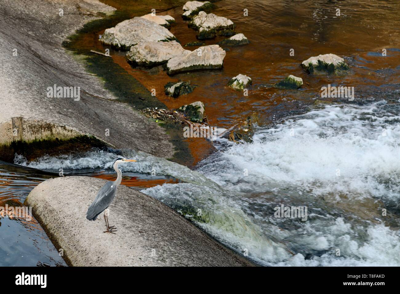 La France, Territoire de Belfort, Belfort, héron cendré (Ardea cinerea) la pêche sur un seuil de la Savoureuse dans l'eau faible dans le centre-ville Banque D'Images