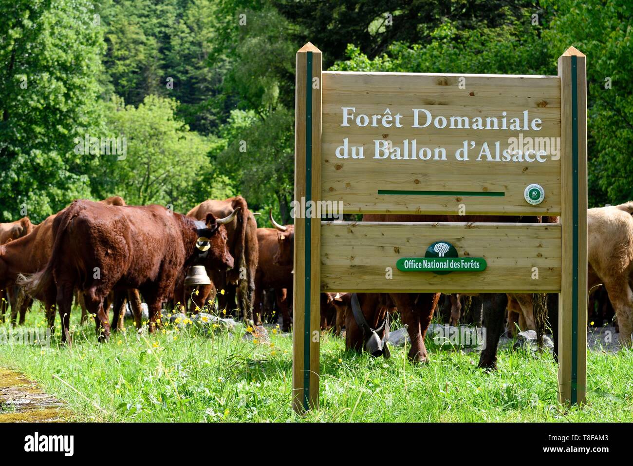 La France, Territoire de Belfort, Vosges, Ballon d'Alsace, la transhumance de printemps festival des vaches Salers Banque D'Images