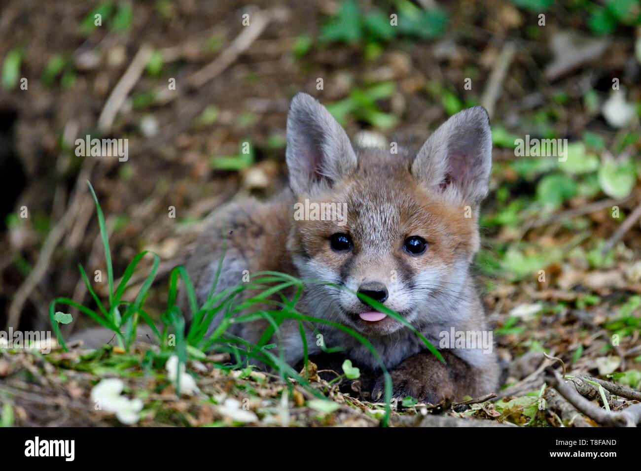 France, Doubs, jeune fox (Vulpes vulpes) dans le terrier Banque D'Images