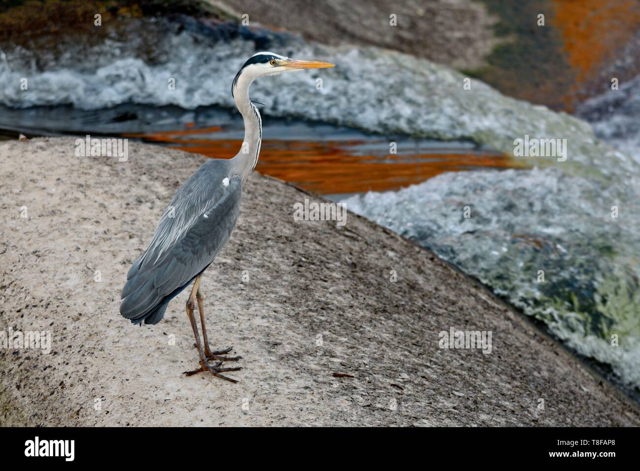 La France, Territoire de Belfort, Belfort, héron cendré (Ardea cinerea) la pêche sur un seuil de la Savoureuse dans l'eau faible dans le centre-ville Banque D'Images