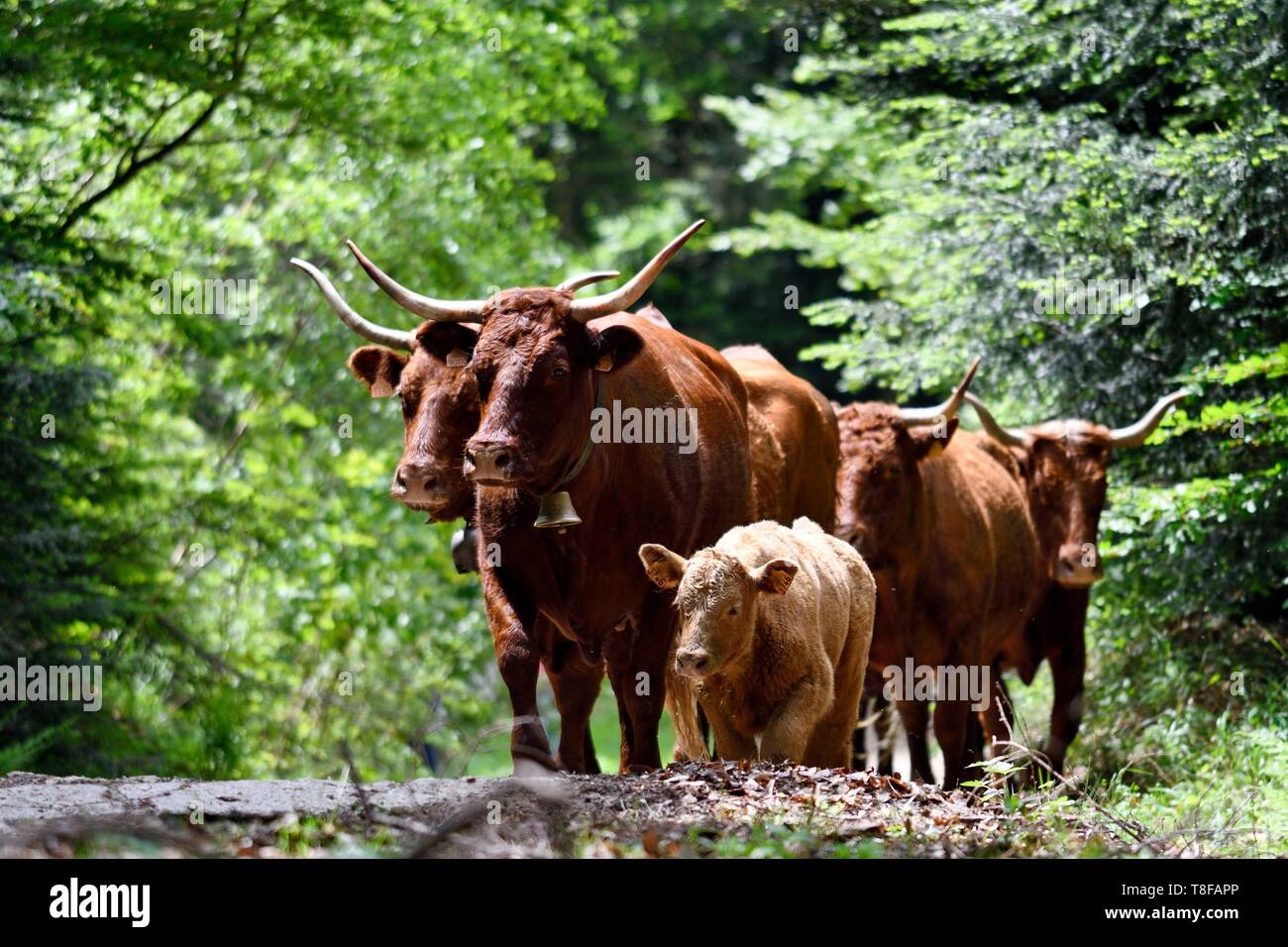 La France, Territoire de Belfort, Vosges, Ballon d'Alsace, la transhumance de printemps festival des vaches Salers Banque D'Images