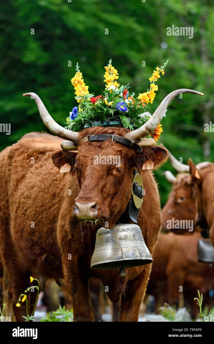 La France, Territoire de Belfort, Vosges, Ballon d'Alsace, la transhumance de printemps festival des vaches Salers Banque D'Images