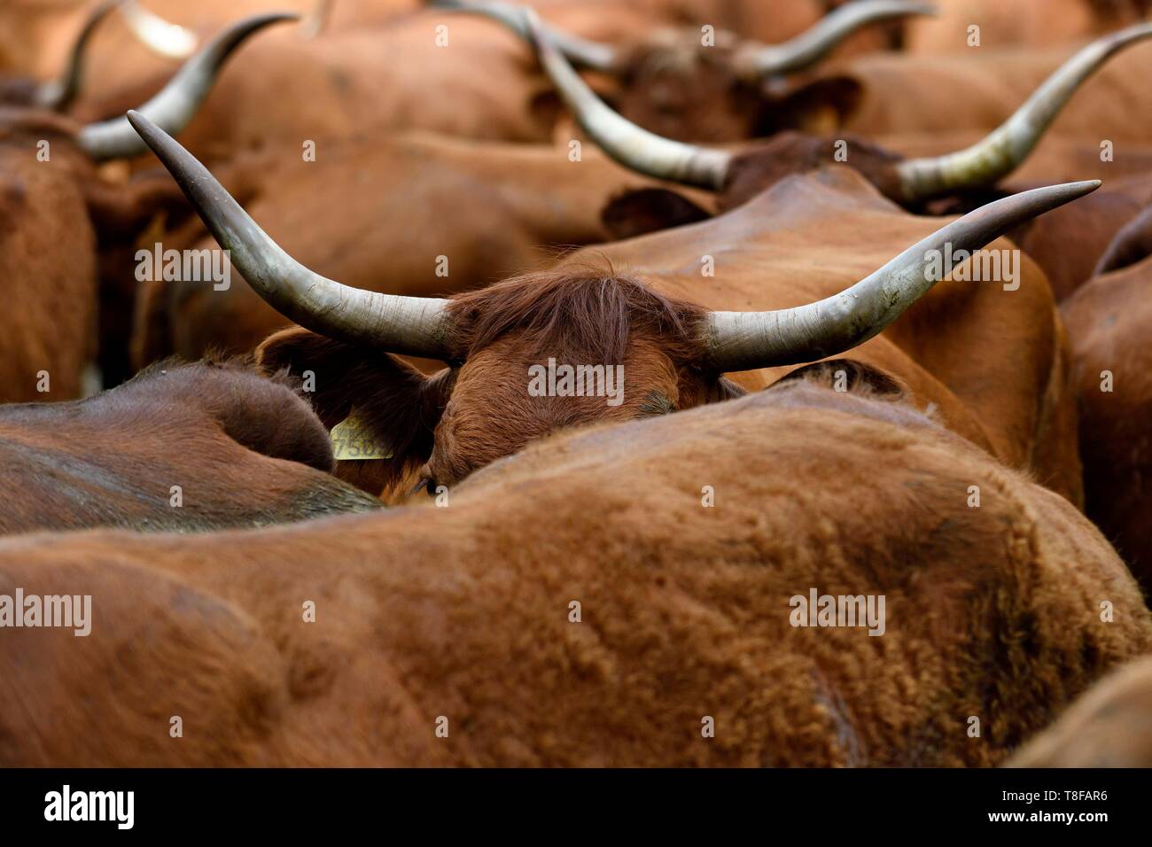 La France, Territoire de Belfort, Vosges, Ballon d'Alsace, la transhumance de printemps festival des vaches Salers Banque D'Images