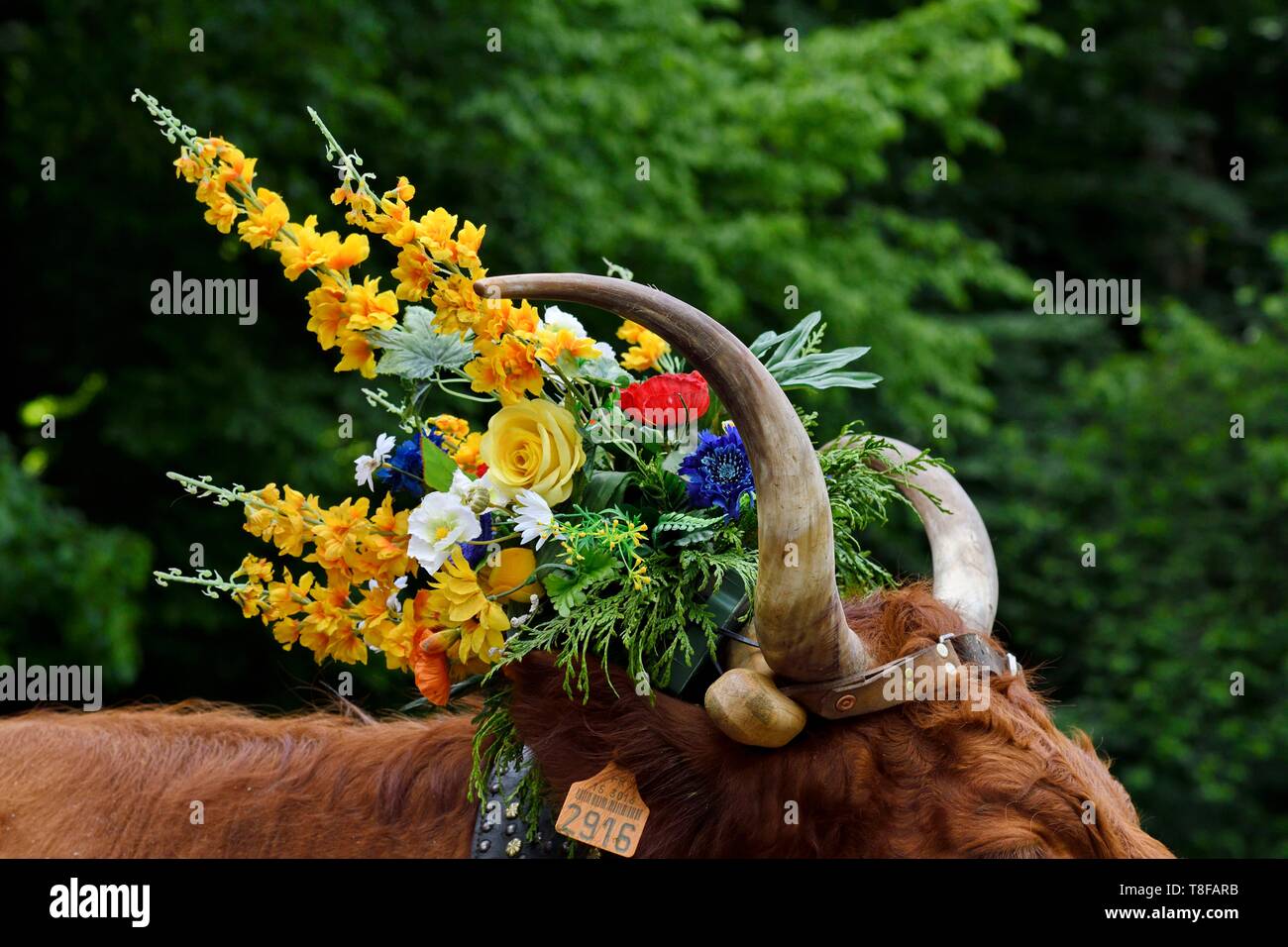 La France, Territoire de Belfort, Vosges, Ballon d'Alsace, la transhumance de printemps festival des vaches Salers Banque D'Images
