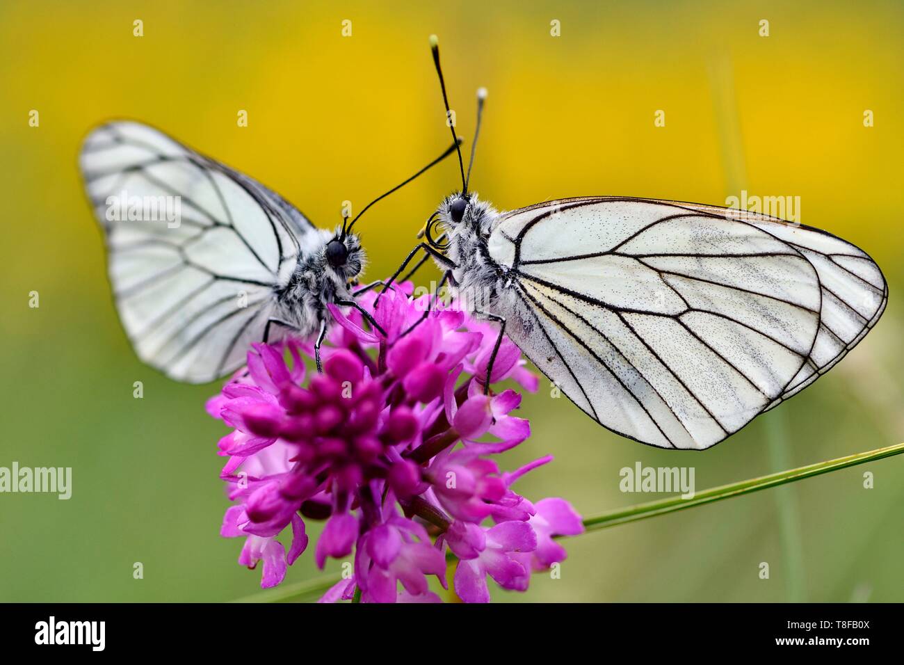 La France, la Lozère, Causse Méjean, papillon, gaze ou noir-blanc veiné (Aporia crataegi) Banque D'Images
