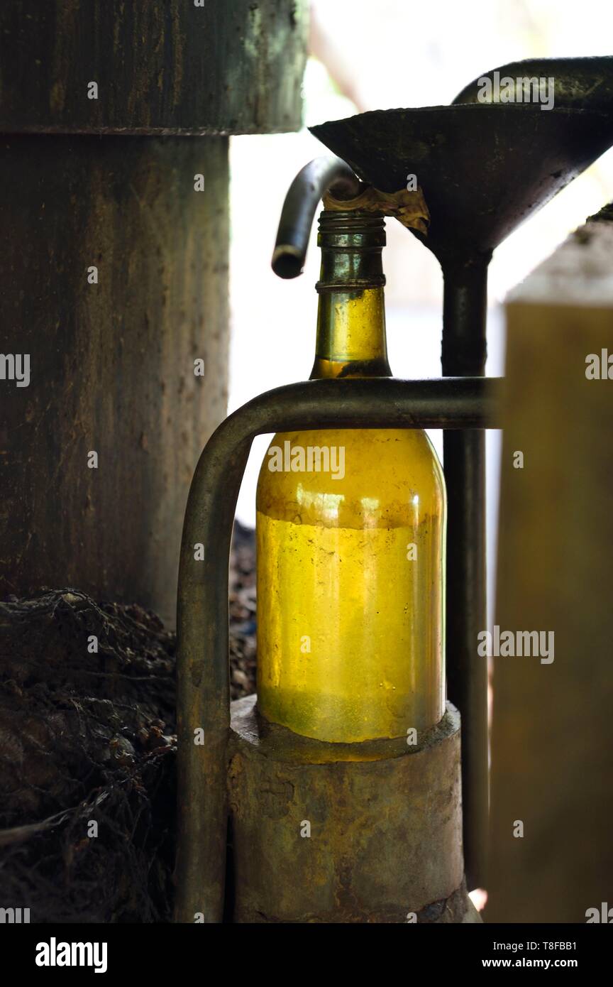 La France, l'île de Mayotte (département français d'outre-mer), la Grande Terre, Ouangani, distillation d'huile essentielle d'ylang ylang sur pétales de fleurs (Cananga odorata) dans artisan alembic Banque D'Images