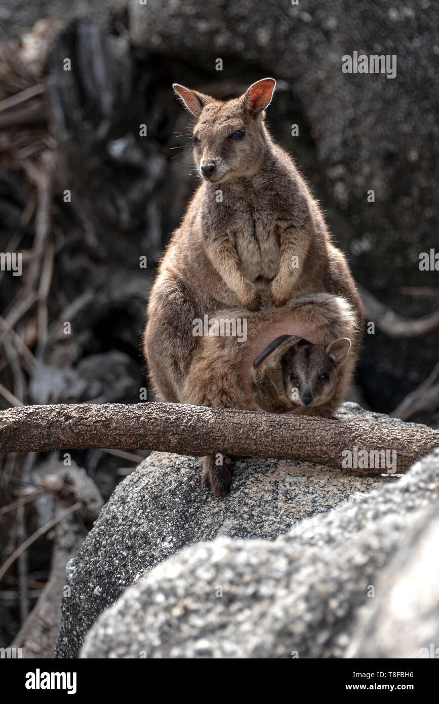 Le Wallaby mère sur les rochers avec Joey dans pouch Banque D'Images