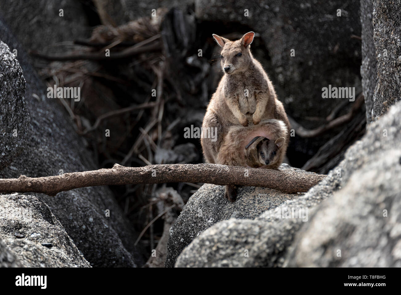 Mère et bébé dans la valise diplomatique Banque D'Images