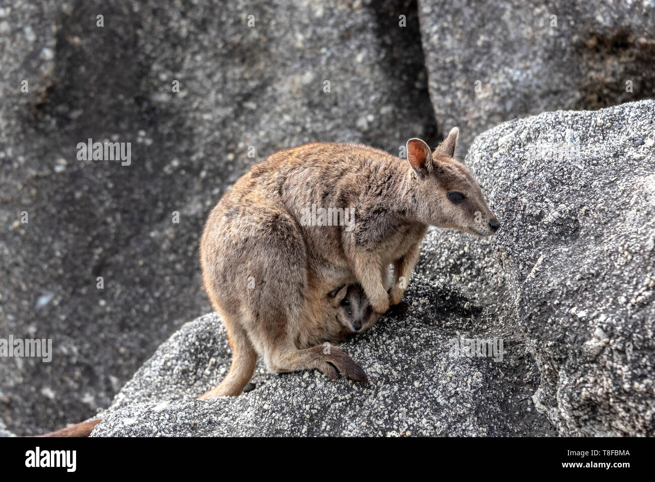 Wallabies mère avec Joey dans pouch Banque D'Images