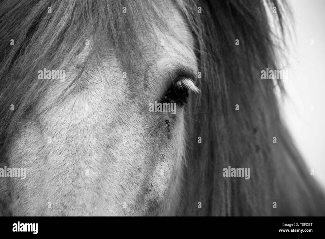 Tête d'un cheval blanc Banque D'Images