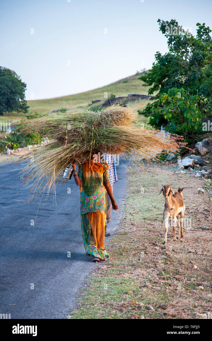 Une femme indienne portant un Sari portant une balle de paille dans le Rajasthan rural, Inde Banque D'Images