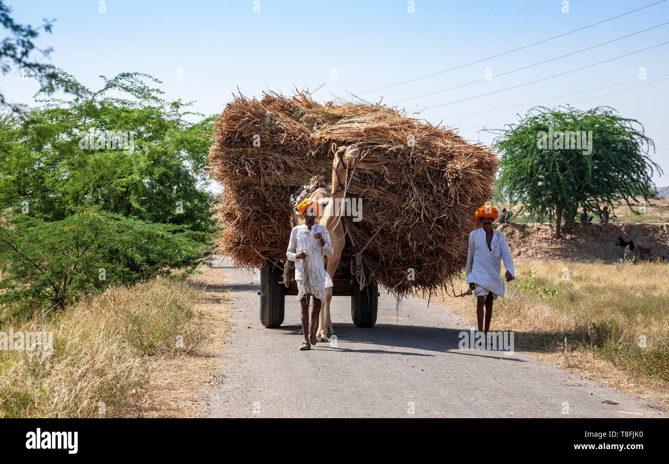 Les agriculteurs indiens conduisant un chameau tirant une balle de paille dans les zones rurales du Rajasthan, Inde Banque D'Images