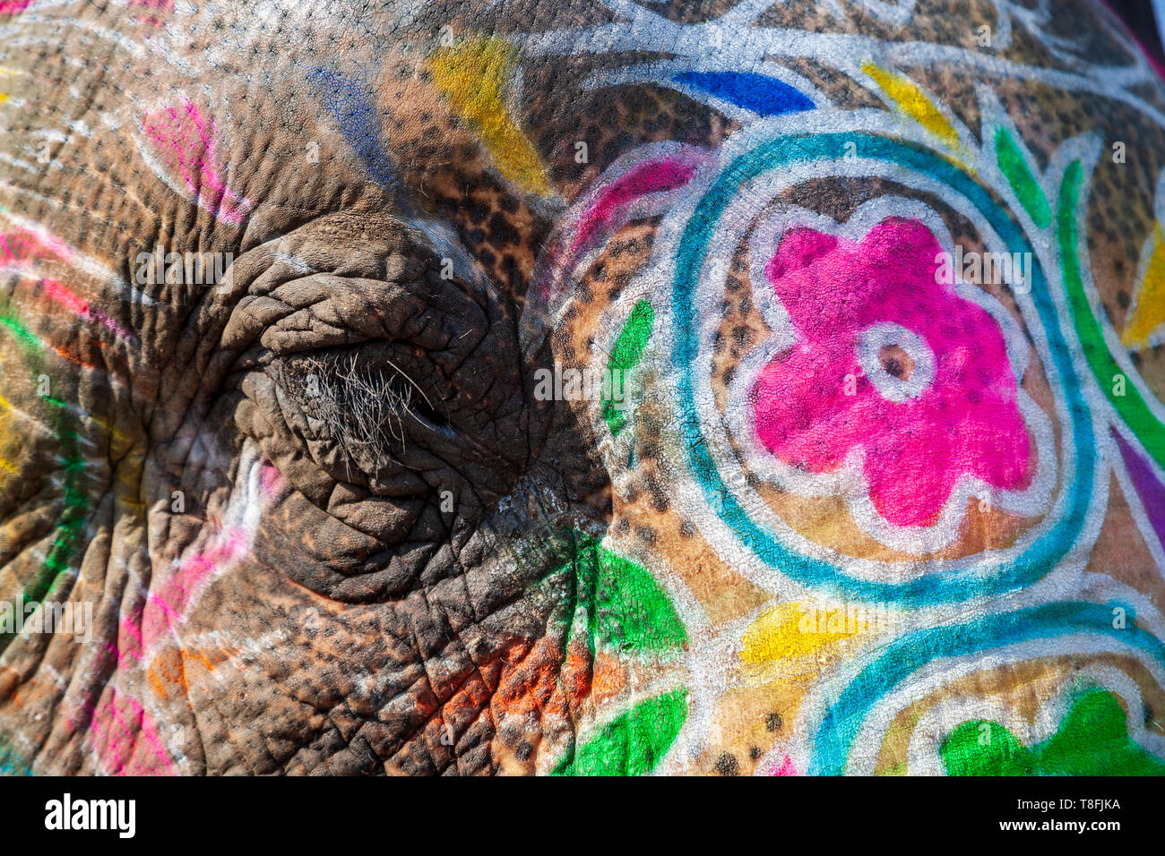Close-up de l'œil et de la peau d'un éléphant indien peint, Rajasthan, Inde Banque D'Images