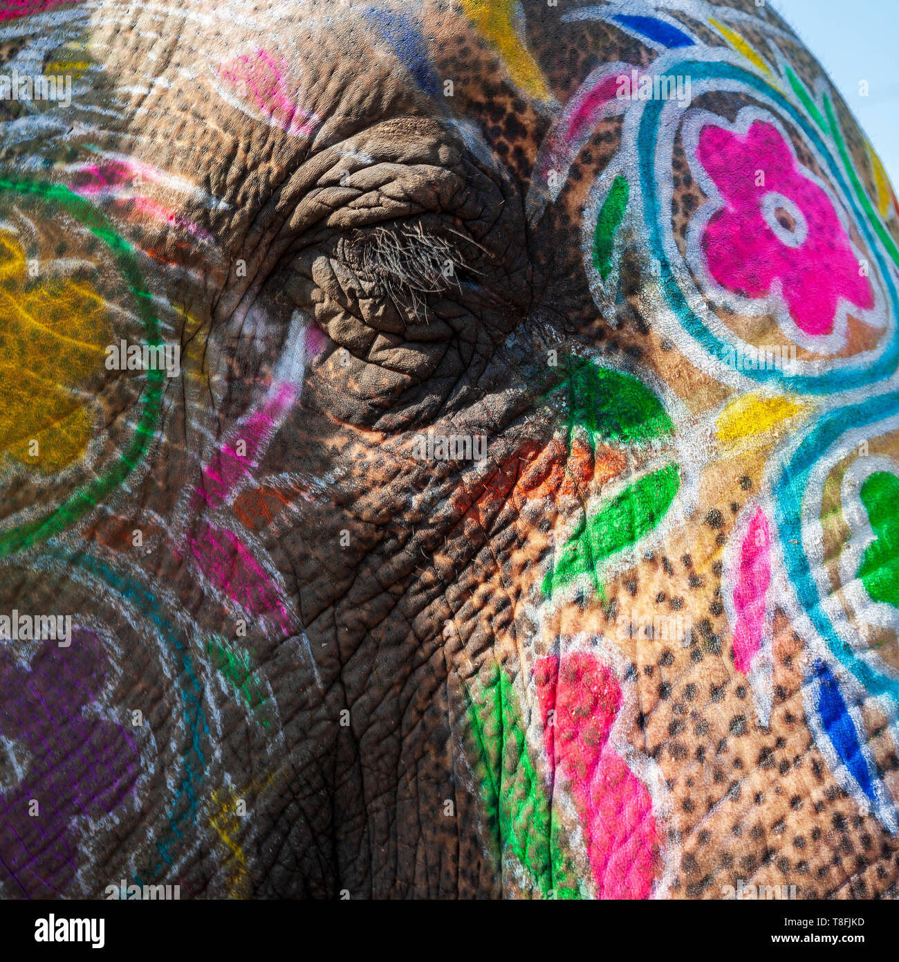 Close-up de l'œil et de la peau d'un éléphant indien peint, Rajasthan, Inde Banque D'Images