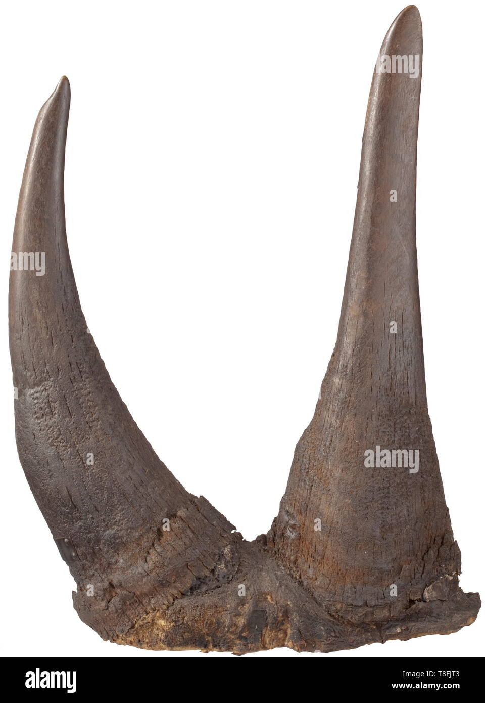 Un trophée de rhinocéros, Afrique du Sud 1907, une paire de cornes, préparé à une date antérieure (l'avant et l'arrière près de l'avertisseur sonore de la même taille) à partir d'un grand rhinocéros blanc (Ceratotherium simum). Avec cornes, naturel, la surface craquelée légèrement corne avant avec un insigne en laiton riveté, inscrit "plaines Athi 1907'. Les deux cornes sur une base faite à partir de la peau de l'animal. Longueur des cornes (chaque mesurée le long de la courbure extérieure) 66 cm (avant horn) et 43 cm (back horn), le tour de la corne 46 cm (bases/horn) et 44 cm (back horn), poids total de l'Additional-Rights Clearance-Info-tr,-Not-Available Banque D'Images