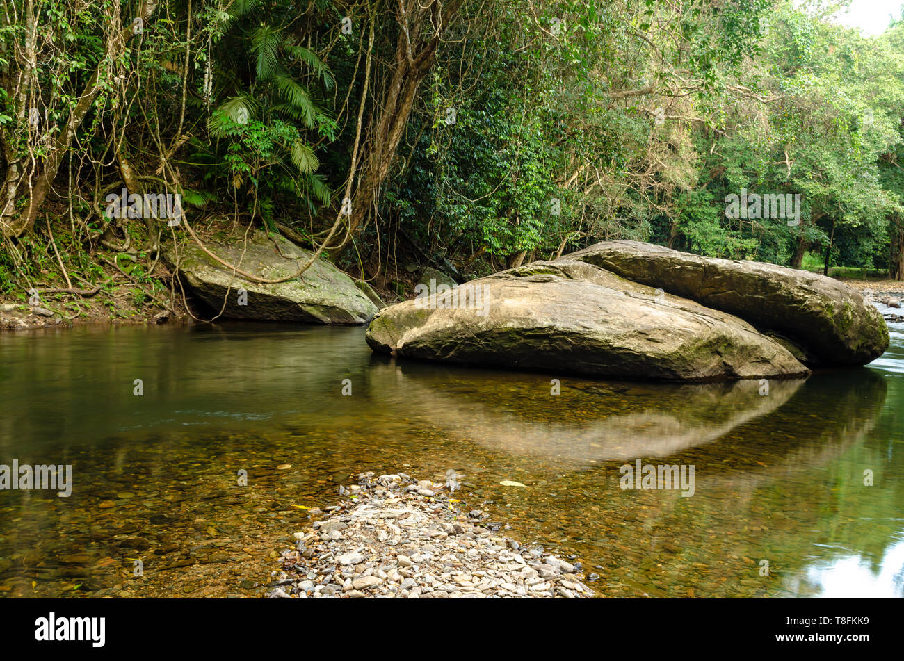 Réflexions dans une forêt tropicale creek Far North Queensland Banque D'Images