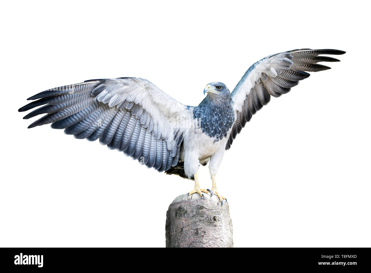 Aguja, un oiseau de la famille hawk debout sur une souche d'arbre mort, avec sur le point de prendre son envol. Isolé sur blanc. Chemin de détourage inclus. Banque D'Images