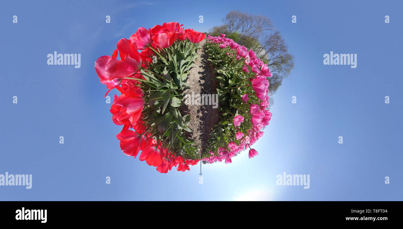Petite Planète de fleur magnifique domaine aux Pays-Bas Banque D'Images