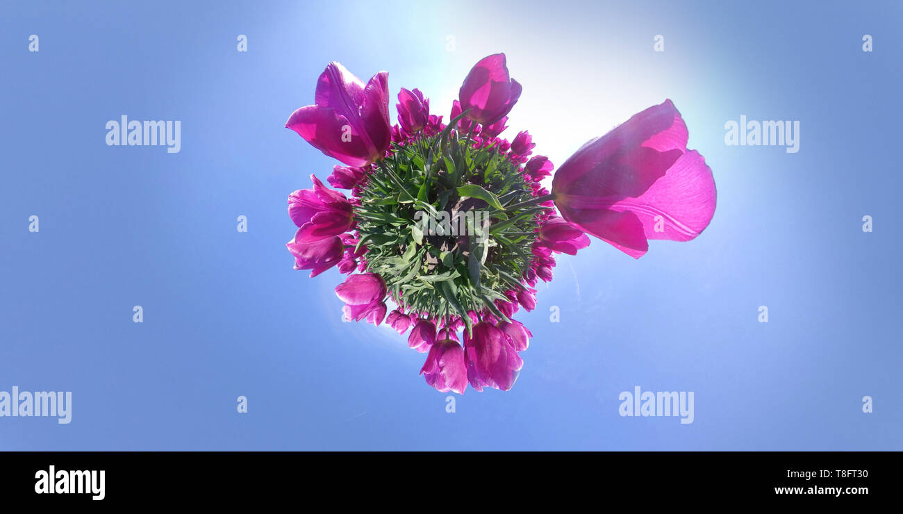 Petite Planète de fleur magnifique domaine aux Pays-Bas Banque D'Images