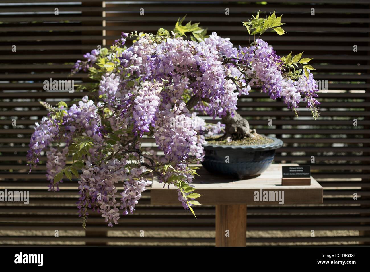 Glycine de Chine Wisteria Senensis - bonsai - l'âge de 30 ans, au jardin japonais de Portland de Portland, Oregon, USA. Banque D'Images
