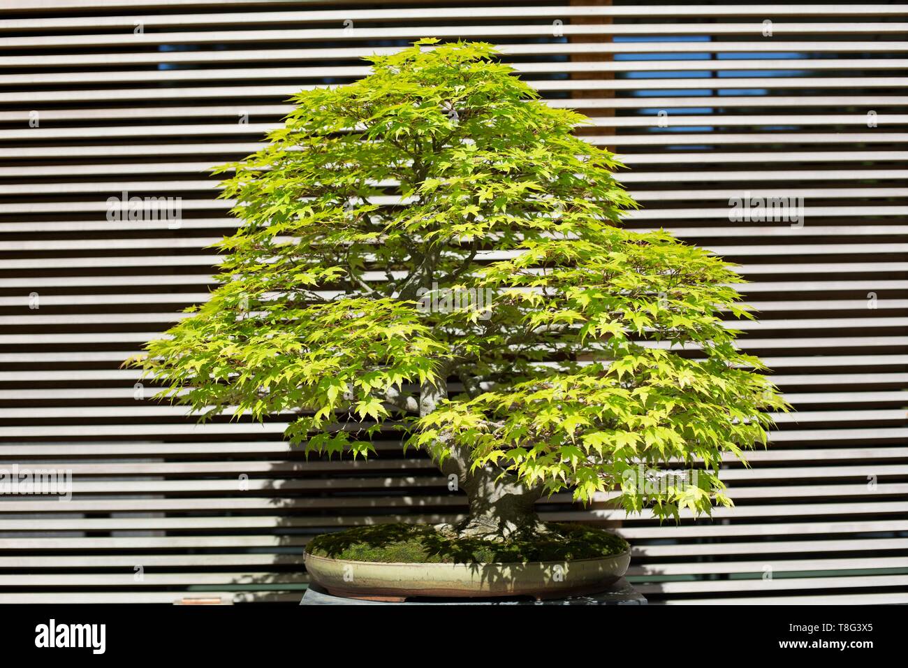 Acer palmatum - érable japonais - bonsai age 70 ans, au jardin japonais de Portland de Portland, Oregon, USA. Banque D'Images