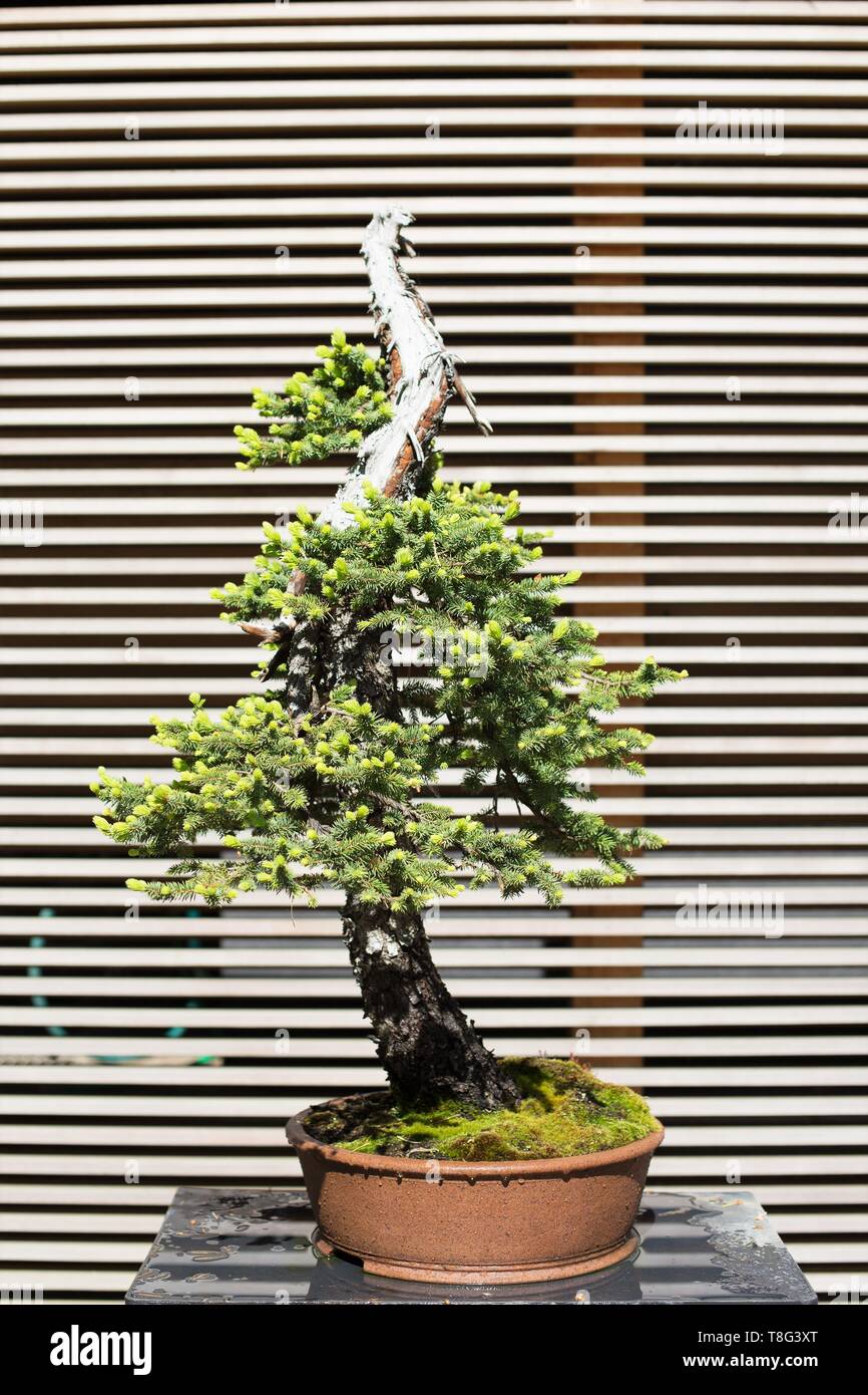 Picea engelmannii - épinette d'Engelmann - 80 ans bonsai, au jardin japonais de Portland de Portland, Oregon, USA. Banque D'Images