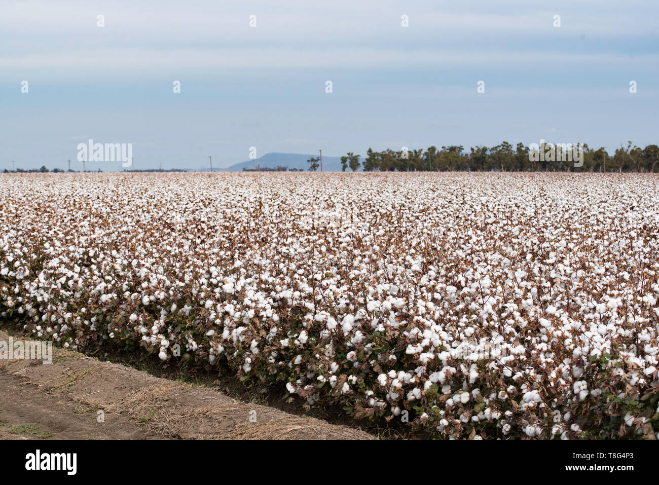 La culture du coton sec près de Burren Junction dans le nord-ouest de la Nouvelle-Galles du Sud, Australie Banque D'Images